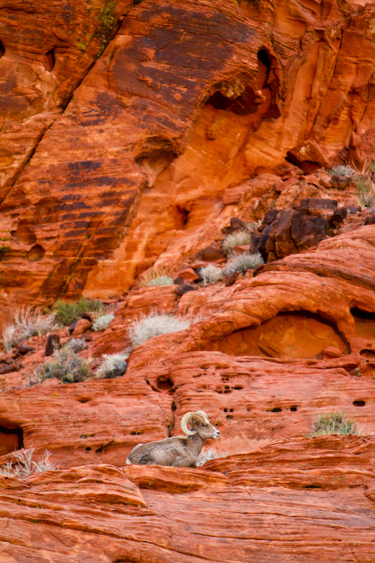 Bighorn On Slickrock